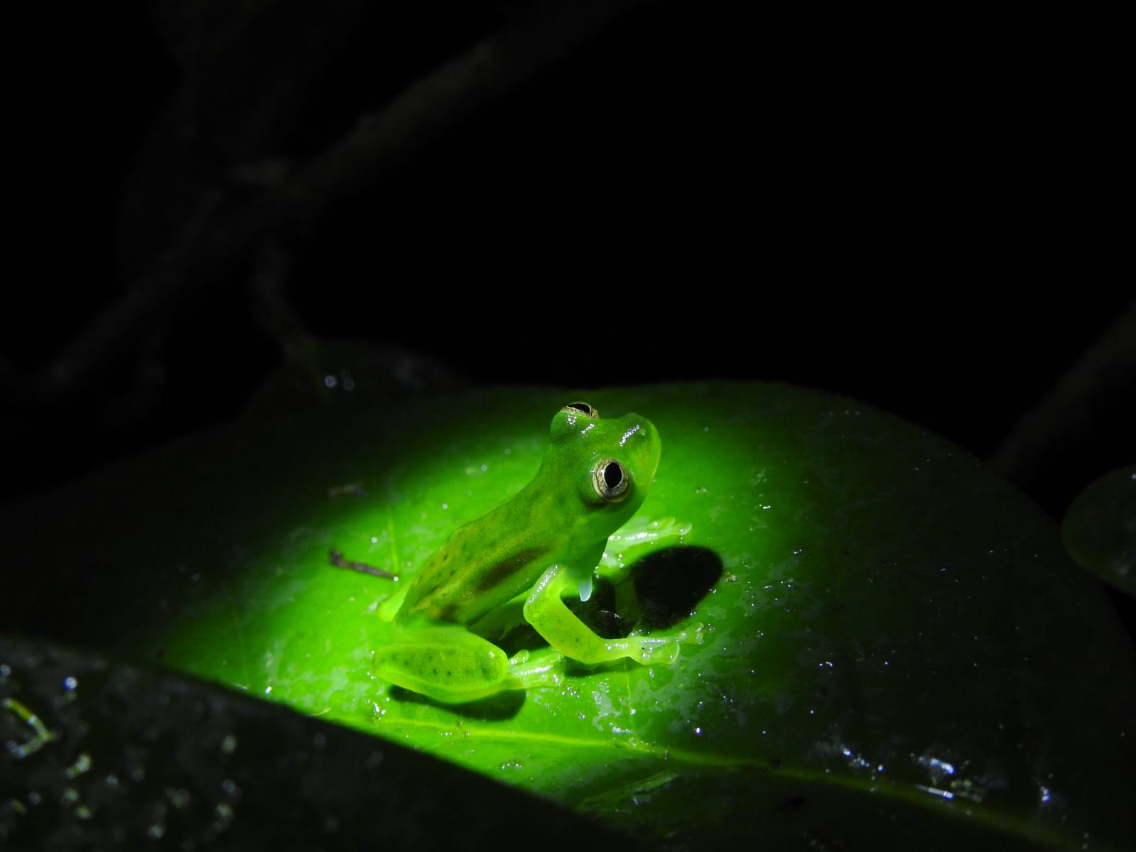 Toro Rides Experience